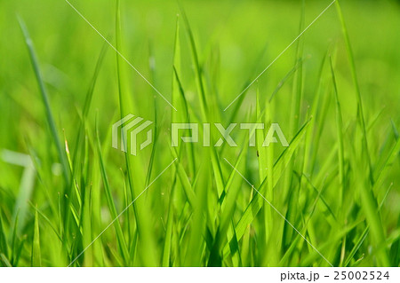 芝生の芽 25002524