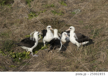 繁殖で集まるコアホウドリ 25002855