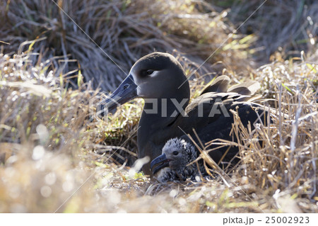 クロアシアホウドリの親子 クロアシアホウドリの親子 25002923