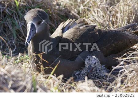 クロアシアホウドリの親子 クロアシアホウドリの親子 25002925