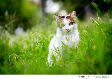 9月のミケっち 9月のミケっち 25003002