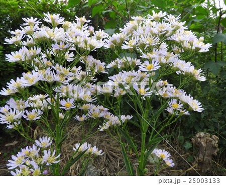 シオンは「今昔物語」に登場する。「思いを忘れさせない草」として知られていたということであろう。 シオンは「今昔物語」に登場する。「思いを忘れさせない草」として知られていたということであろう。 25003133