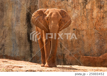 Africa elephant Africa elephant 25003452