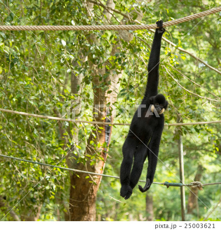 Black gibbon monkey hanging Black gibbon monkey hanging 25003621