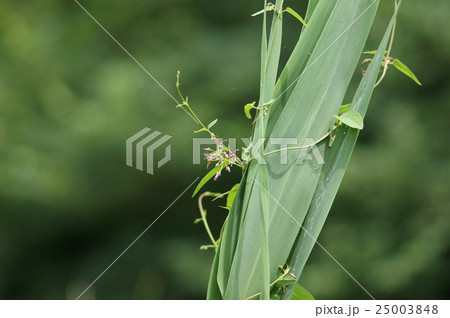 コバノカモメヅル 小葉の鴎蔓 Vincetoxicum sublanceolatum コバノカモメヅル 小葉の鴎蔓 Vincetoxicum sublanceolatum 25003848