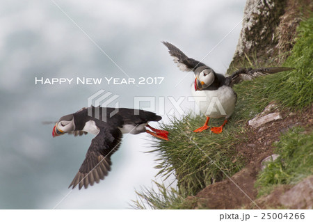 旅立つパフィン new year card 2017 puffin 旅立つパフィン new year card 2017 puffin 25004266