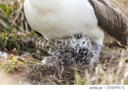 コアホウドリの親子 25004571