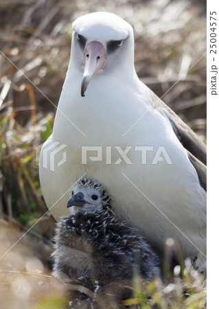 コアホウドリの親子 コアホウドリの親子 25004575