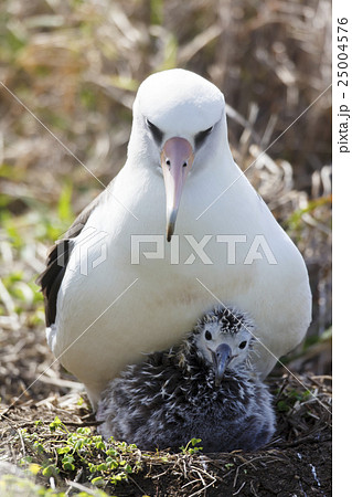 コアホウドリの親子 25004576