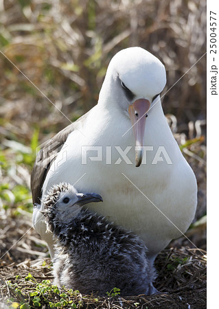 コアホウドリの親子 25004577