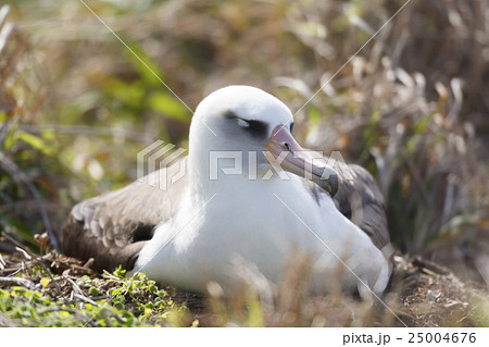 卵を温めるコアホウドリ 25004676