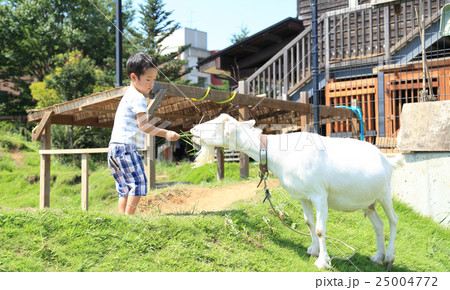 やぎと触れ合う子ども 25004772