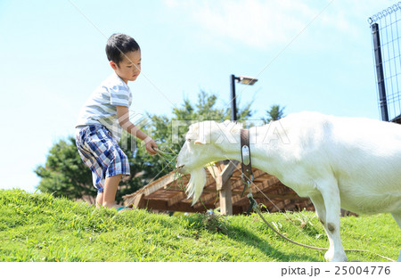 やぎと触れ合う子ども 25004776