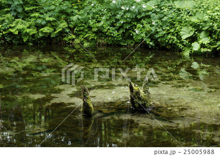 神の子池 北海道網走 神の子池 北海道網走 25005988