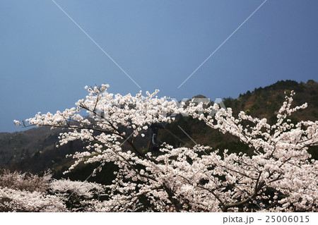 びわ湖バレイ　桜風景 25006015