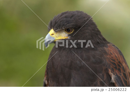 ハリスホーク 25006222