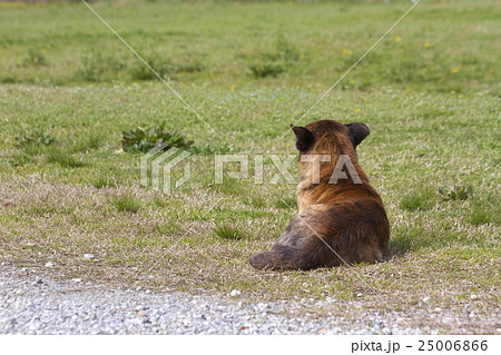 野良犬 野良犬 25006866