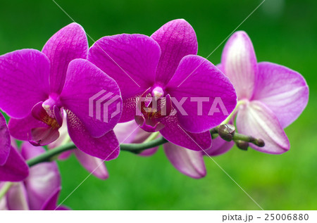 orchid flower with green i 25006880