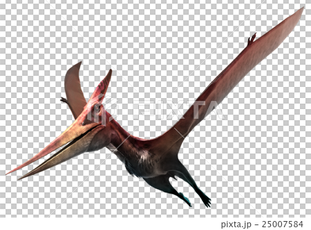 Pteranodon Pteranodon 25007584