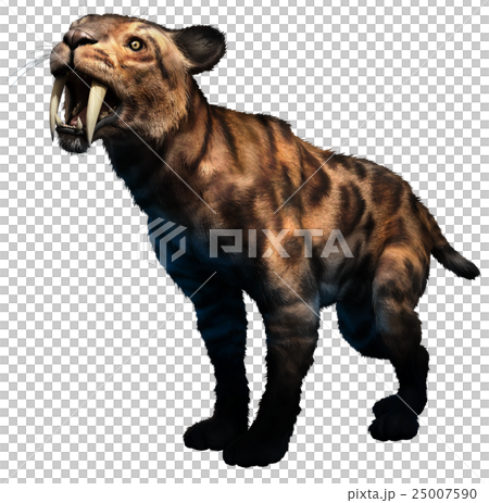 Smilodon Smilodon 25007590