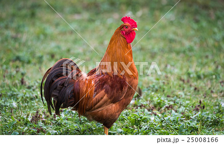Rhode Island Red rooster - Colourful big cock. Rhode Island Red rooster - Colourful big cock. 25008166