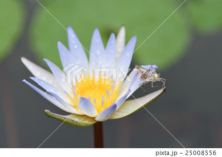 スイレンと抜け殻 25008556
