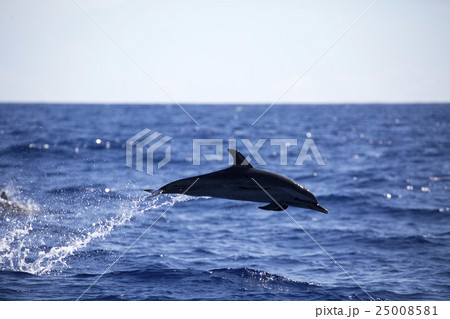 ジャンプするマダライルカ ジャンプするマダライルカ 25008581