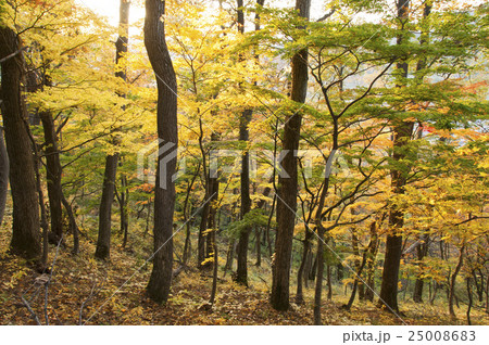 中野もみじ山 25008683