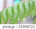 雨上がりに水が滴る葉 梅雨自然新緑画像 雨上がりに水が滴る葉 梅雨自然新緑画像 25008721