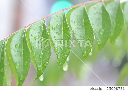 雨上がりに水が滴る葉 梅雨自然新緑画像の写真素材