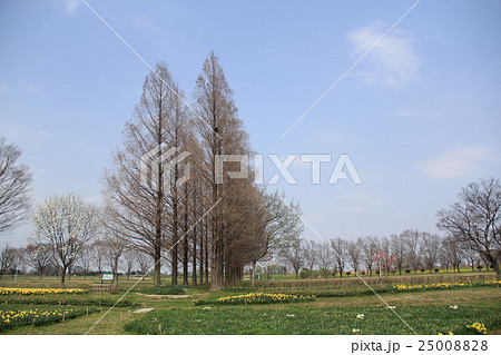 ポプラ ポプラ 25008828