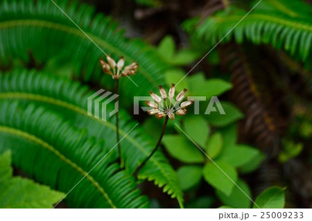 キクバオウレン 25009233