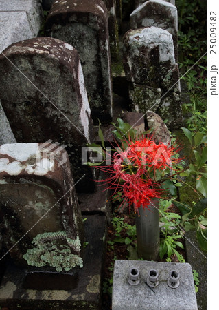 お墓　お彼岸 25009482