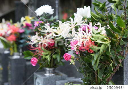 花　生花　お参り　墓地　お墓　お彼岸　紅白 25009484