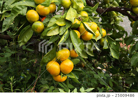 みかん　柑橘系　ミカンの木 25009486