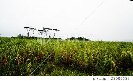 小浜島のサトウキビ畑 25009555