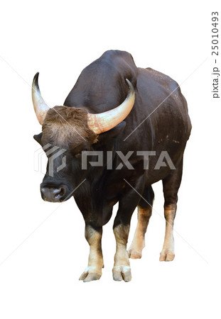 gaur isolated 25010493