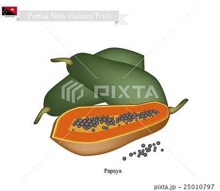 Ripe Papaya, A Famous Fruit in Papua New Guinea Ripe Papaya, A Famous Fruit in Papua New Guinea 25010797
