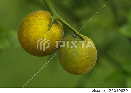 自然　植物　カラタチ、九月中旬。黄色く色づいた果実。おいしそうに見えますが生食には向かないそうです① 25010829