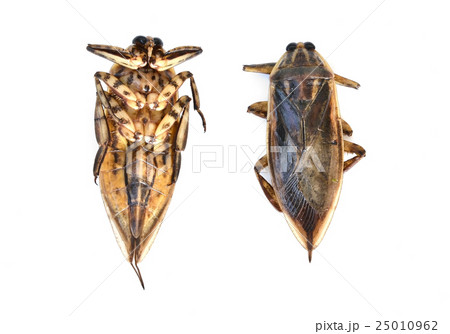 giant water bug isolated giant water bug isolated 25010962