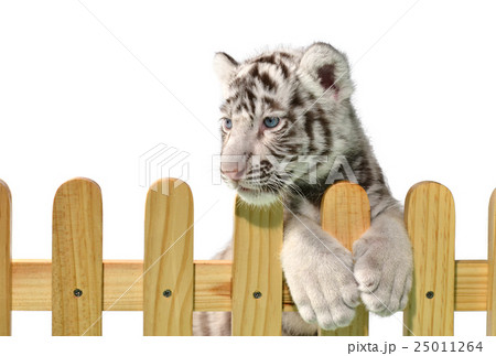 white bengal tiger 25011264