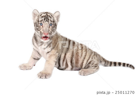 baby white tiger baby white tiger 25011270