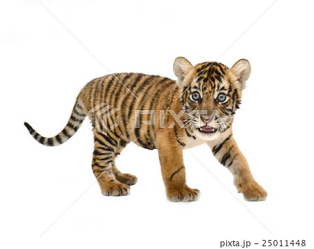 baby bengal tiger baby bengal tiger 25011448