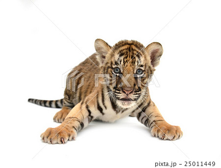 baby bengal tiger 25011449