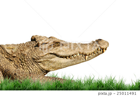 crocodile isolated crocodile isolated 25011491
