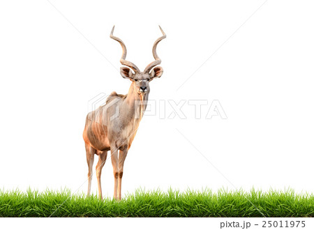 male greater kudu with green grass isolated male greater kudu with green grass isolated 25011975