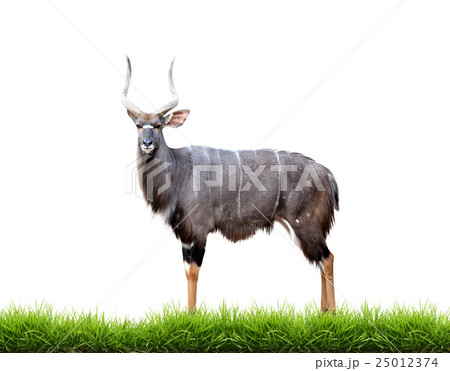 nyala with green grass isolated nyala with green grass isolated 25012374