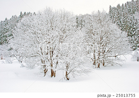 白い景色 雪国の冬の写真素材