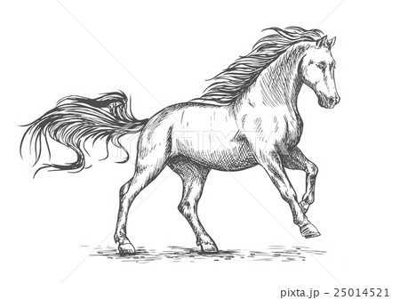 Running galloping white horse sketch portrait 25014521