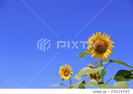 雲ひとつない青空の下で咲くひまわりの花の写真素材 [25014592] - PIXTA